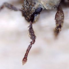 Cathormiocerus aristatus