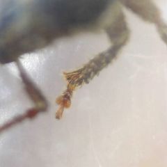 Cathormiocerus aristatus