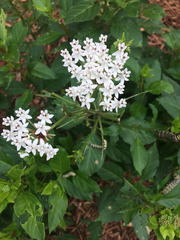 Asclepias texana