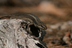 Egernia napoleonis