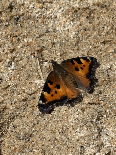 iNaturalist observation photo of California Tortoiseshell