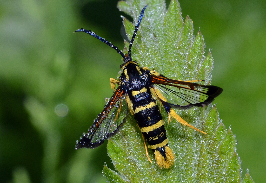 Yellow-legged Clearwing Moth