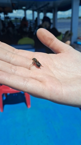 Melipona interrupta