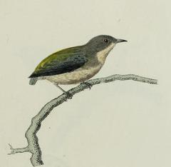Pygmy Flowerpecker photo 2