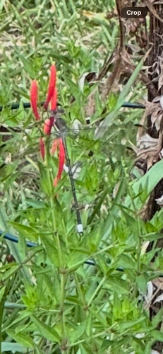 Great Spreadwing