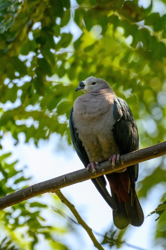 Ducula pacifica observed 2026-07-25