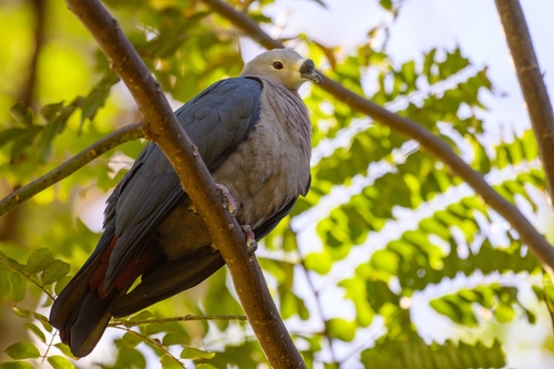 Pacific Imperial Pigeon (Ducula pacifica), photo 4
