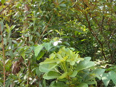 Mussaenda pubescens