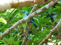 Cotinga cayana
