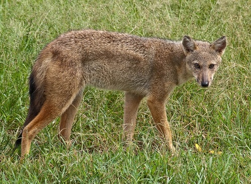 Side-striped Jackal