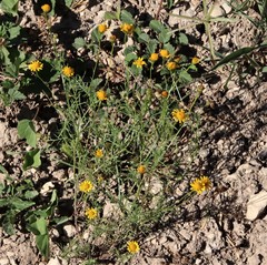 Thymophylla tenuiloba