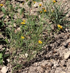 Thymophylla tenuiloba