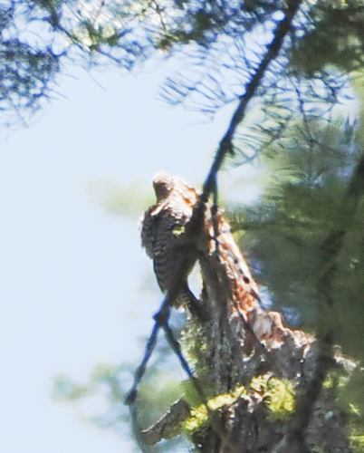 iNaturalist observation photo of Williamson's Sapsucker