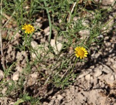 Thymophylla tenuiloba