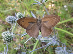 Hyponephele lupinus