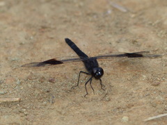 Brachythemis leucosticta