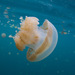Papuan Spotted Jelly - Photo (c) Mark Rosenstein, some rights reserved (CC BY-NC-SA), uploaded by Mark Rosenstein