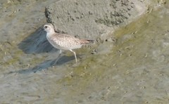 Pluvialis squatarola