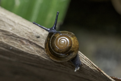 Ariophantidae