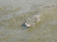 Pluvialis squatarola