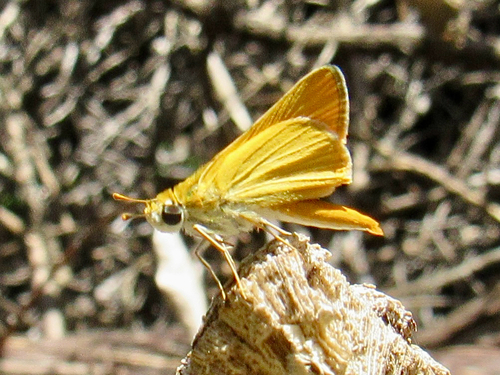 Orange Skipperling