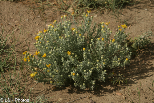 Cut-leaf Ironplant