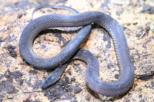 Achalinus hunanensis