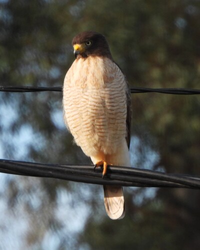 Roadside Hawk