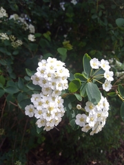 Spiraea × vanhouttei