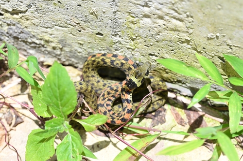 Chinese Tiger Keelback