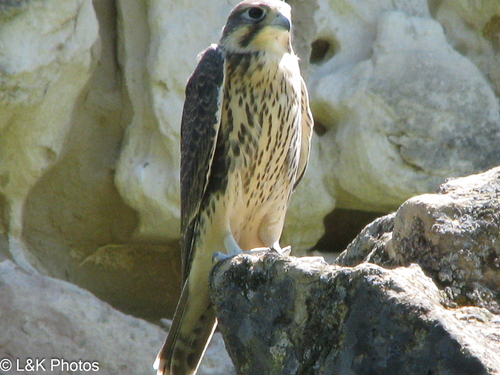 Prairie Falcon