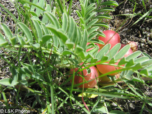 Astragalus crassicarpus, photograph 1