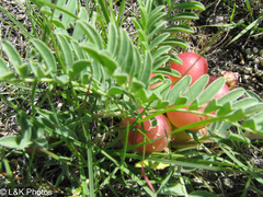 Astragalus crassicarpus, photograph author not stated, no rights reserved