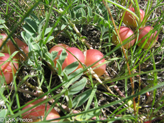 Astragalus crassicarpus