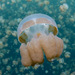 Root-mouth Jellies - Photo (c) Mark Rosenstein, some rights reserved (CC BY-NC-SA), uploaded by Mark Rosenstein