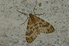 Lobidiopteryx eumares