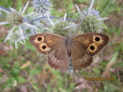 Hyponephele lupinus