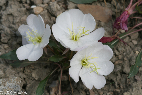 Oenothera cespitosa