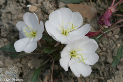 Oenothera cespitosa