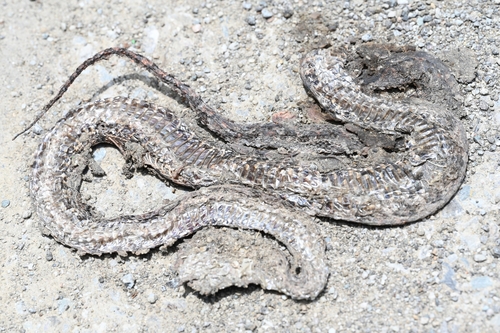 Brown spotted pitviper