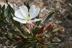 Oenothera cespitosa, photograph author not stated, no rights reserved