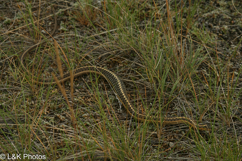 Wandering Garter Snake