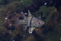 Sphaeramia orbicularis