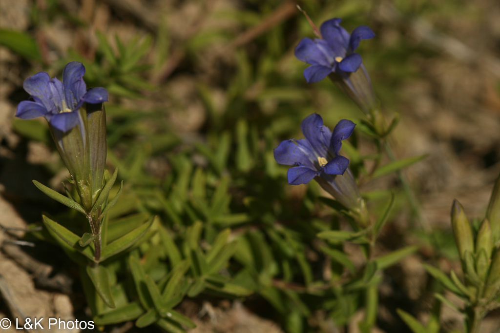 Gentiana affinis; photograph author not stated, no rights reserved