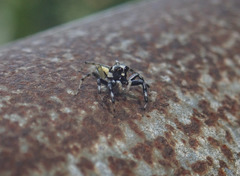 Phintelloides versicolor