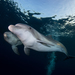 Indo-Pacific Bottlenose Dolphin - Photo (c) טל שמע, some rights reserved (CC BY-SA)