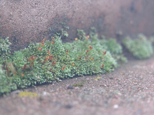 Silvery Bryum