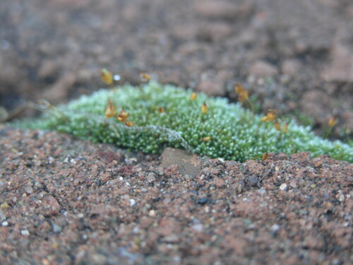 Silvery Bryum