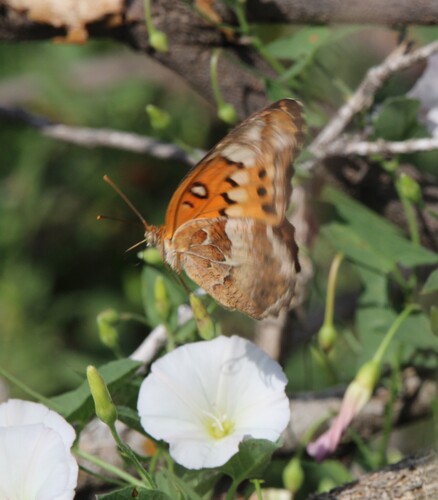 Variegated Fritillary