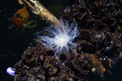 Image of Entacmaea medusivora